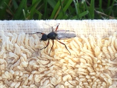 Bibio femoratus