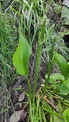 Alisma plantago-aquatica
