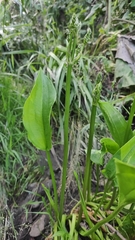 Alisma plantago-aquatica