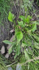 Alisma plantago-aquatica