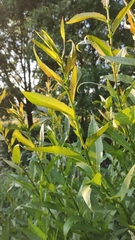 Salix