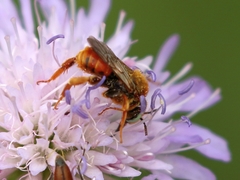 Epeoloides coecutiens