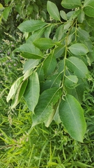 Salix caprea