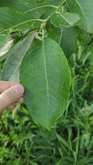 Salix caprea
