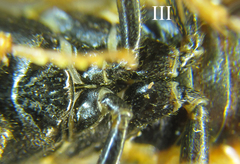 Cephalcia abietis