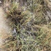 photo of Saltgrass (Distichlis spicata)