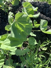 Abutilon theophrasti