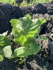 Abutilon theophrasti