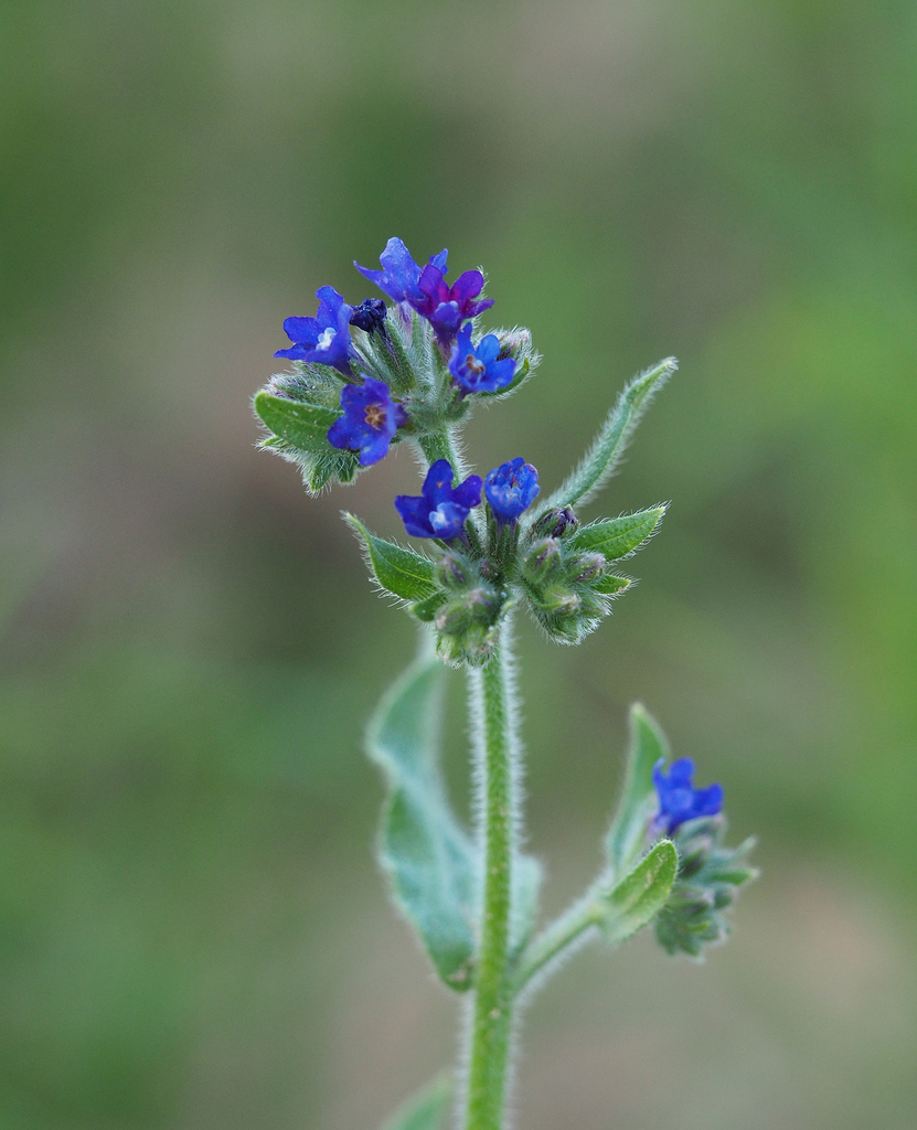 common alkanet
