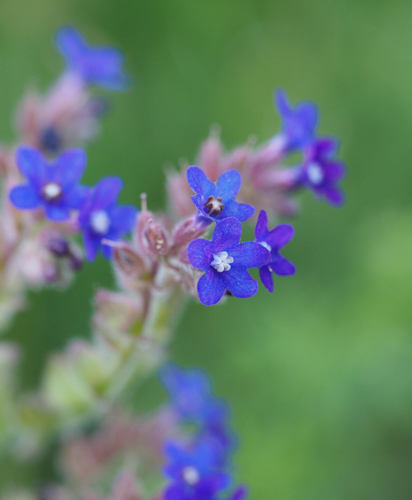 Vaistinis godas nuotrauka