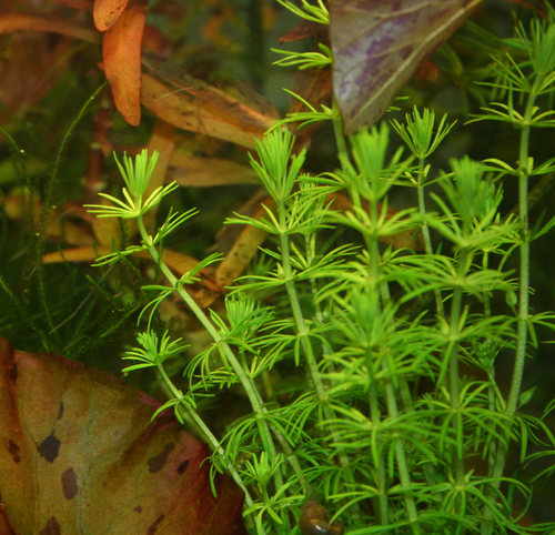 Bacopa myriophylloides