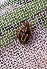 Perillus circumcinctus