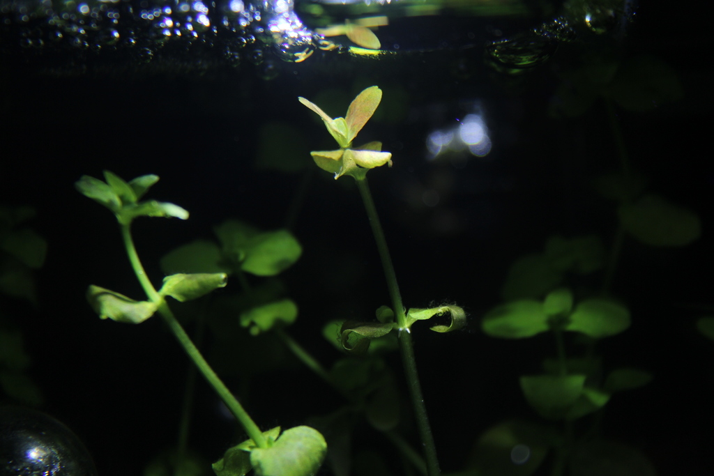 Bacopa austral (Bacopa australis)