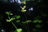 Bacopa australis - Photo (c) Vincent Lim Show Chen, some rights reserved (CC BY-NC-SA)