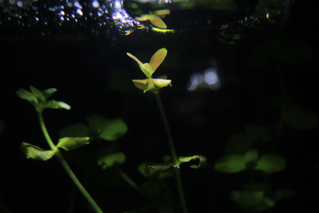 Bacopa austral (Bacopa australis)