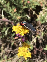 Ctenucha multifaria