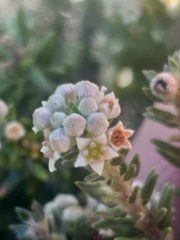 Phylica axillaris axillaris