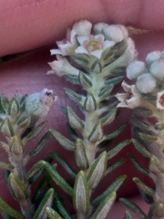 Phylica axillaris axillaris