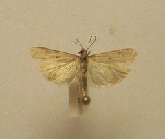 Eudonia leptalaea