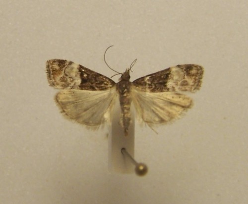 Scoparia minusculalis photo 3