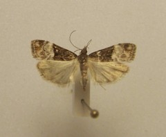 Scoparia minusculalis