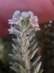 Phylica axillaris axillaris