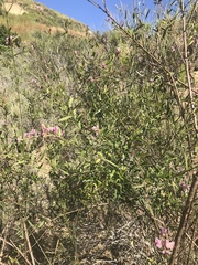 Rhinotropis cornuta fishiae