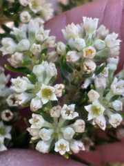 Phylica axillaris axillaris