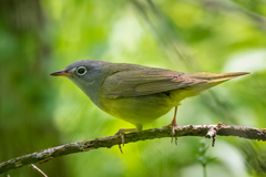 Connecticut Warbler photo 4
