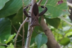 Trematocoris lobipes