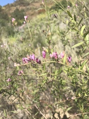 Rhinotropis cornuta fishiae