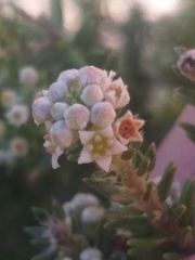 Phylica axillaris axillaris