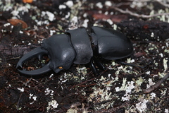 Odontolabis leuthneri