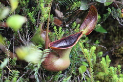 Nepenthes lowii