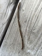 Thaumetopoea pinivora