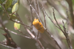 Opistharsostethus demonstratus