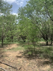 Gonopterodendron arboreum