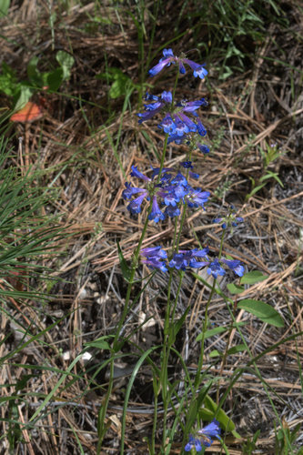 Penstemon attenuatus var. pseudoprocerus