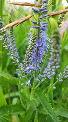 Veronica longifolia