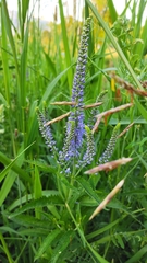 Veronica longifolia