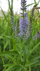 Veronica longifolia