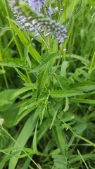 Veronica longifolia