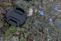 Eritrichium howardii