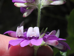 Collinsia concolor