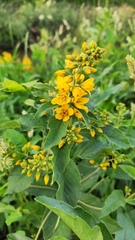 Lysimachia vulgaris