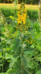 Lysimachia vulgaris