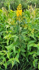 Lysimachia vulgaris