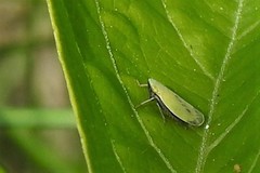 Diplocolenus
