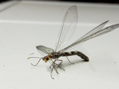 Megistopus flavicornis
