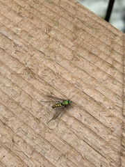 Condylostylus comatus